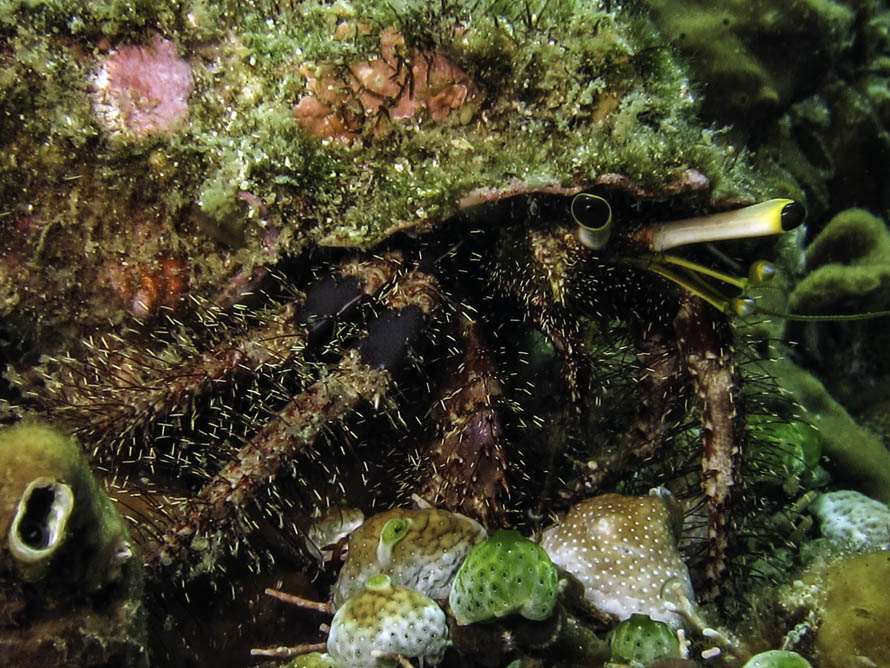 Dardanus lagopodes